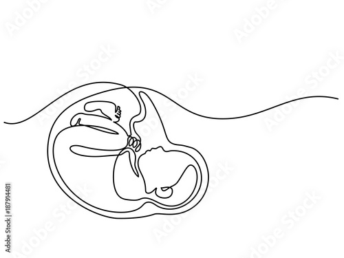 Continuous line drawing. Baby in womb on the white background. Vector illustration