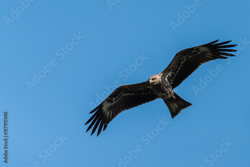 Black Kite flying