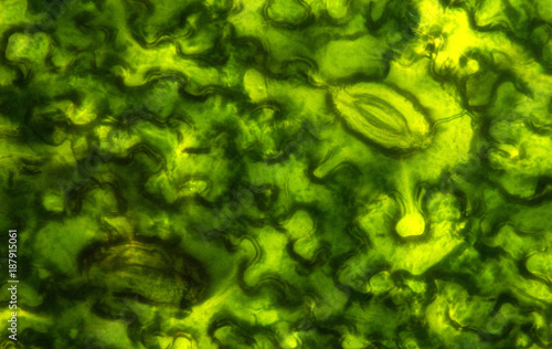Tableau sur toile Stem leaves under the microscope