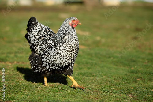 Silver Wyandotte