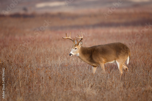 Fototapeta Naklejka Na Ścianę i Meble -  White-tailed Deer