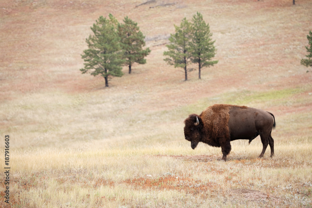 Bison Bison