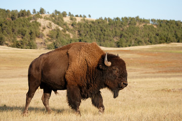 Fototapete Bison Bison auf herbstlicher Wiese  © Paul