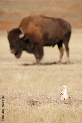 Bison and Prarie Dog photo