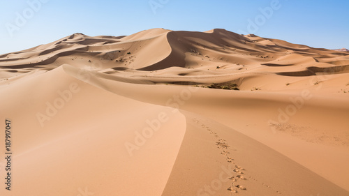 Sahara Desert  Erg Chebi dunes. Merzouga  Morocco