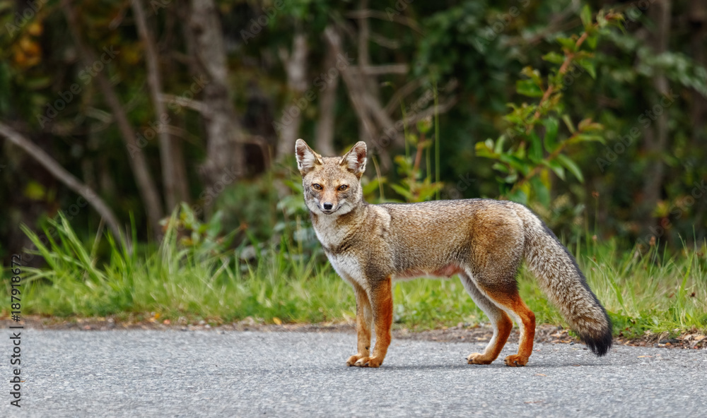 The red fox (Lycalopex culpaeus), in the lakes region Chile