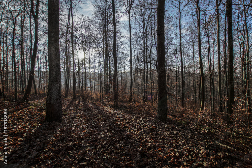 Herbstwald Herbstwald