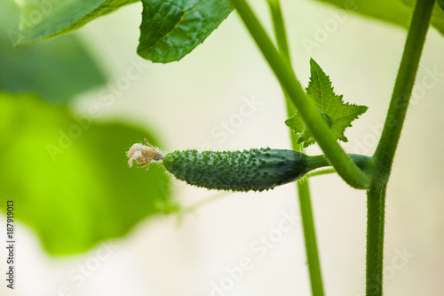 Harvesting of cucumbers. Green small cucumber close-up.