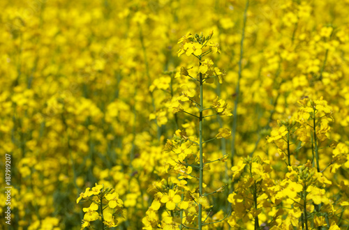 Beautiful flowering rapeseed field  on a clear spring day. © Dimid