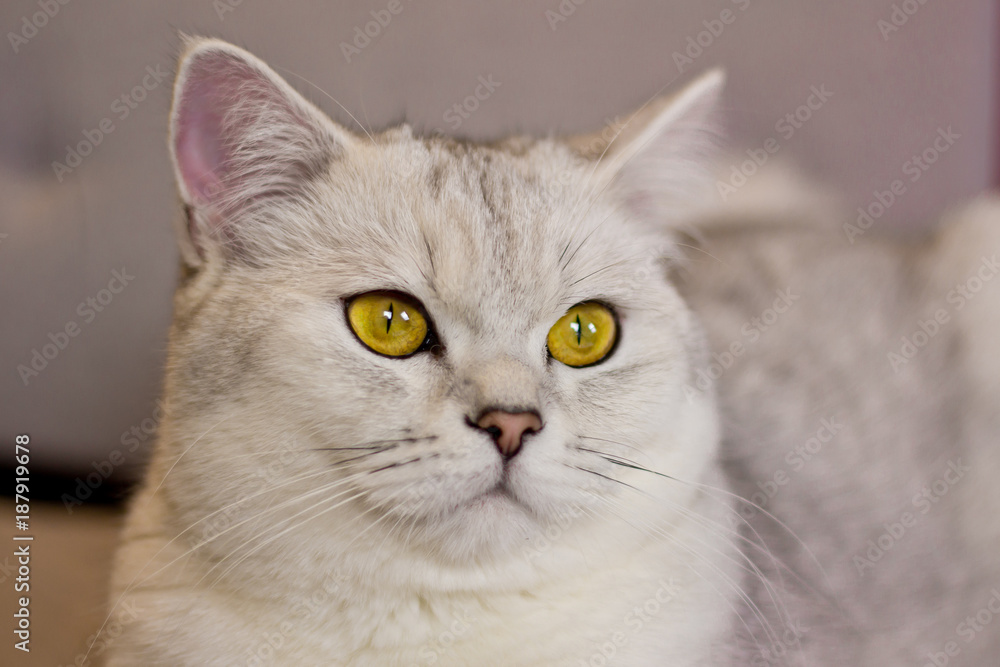 Cute cat with the advertising appearance Cute cat with the advertising appearance