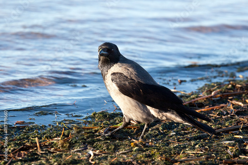 Hooded crow on the beach