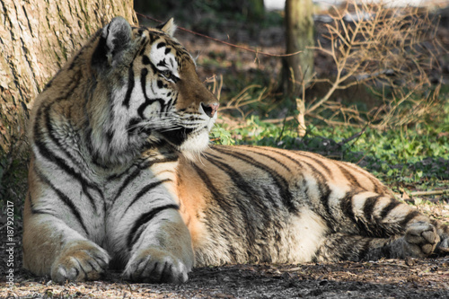 Fototapeta Naklejka Na Ścianę i Meble -  siberian tiger lying on ground taking sun feeling lazy