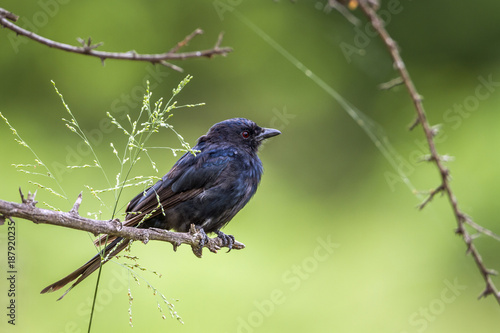 Fork tailed Drongo in Kruger National park, South Africa