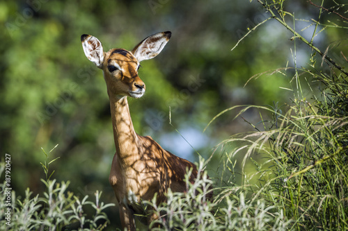 Common Impala in Kruger National park, South Africa © PACO COMO