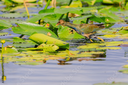 Abandon Lilly photo