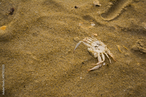 crab in the sand © Nahuel