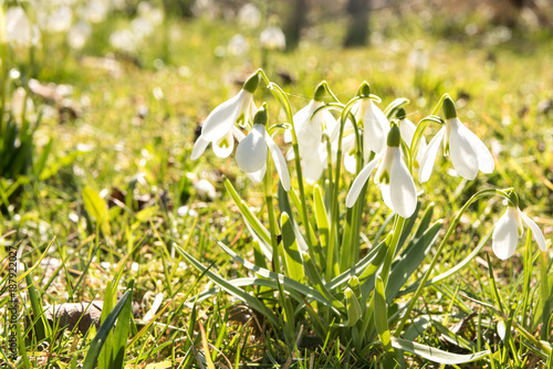 Fototapeta Naklejka Na Ścianę i Meble -  Snowdrops - Galanthus
