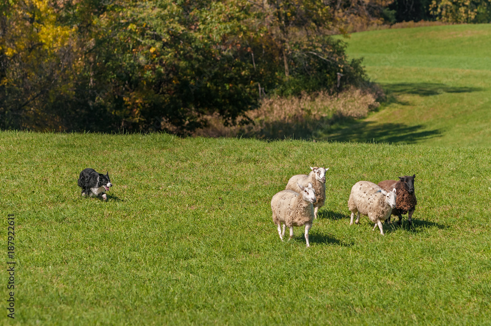 Stock Dog Moves Group of Sheep (Ovis aries) Away From Woods Stock Dog Moves Group of Sheep (Ovis aries) Away From Woods