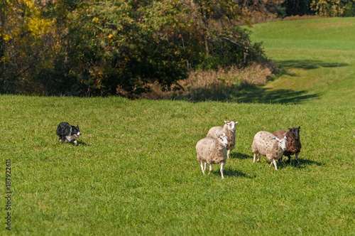 Stock Dog Moves Group of Sheep (Ovis aries) Away From Woods