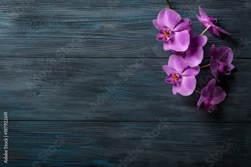 Purple Orchid on blue wooden background