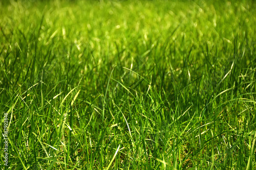 Fresh long green grass background