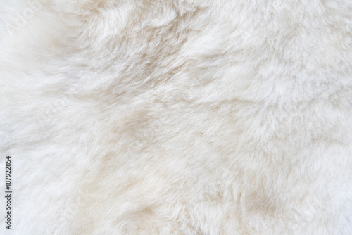 Natural white fur background, design template, place for text