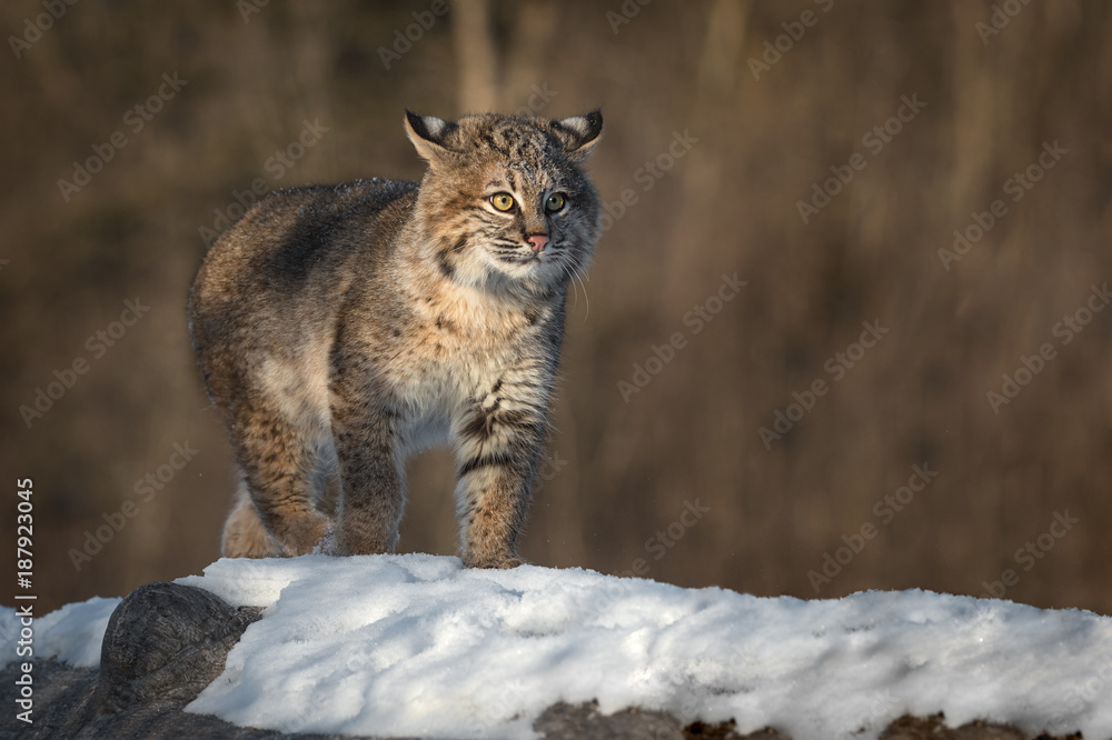 Obraz premium Bobcat (Lynx rufus) Walks Forward On Log