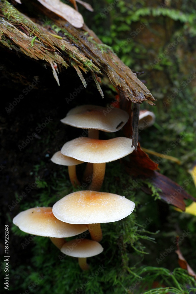Fototapeta premium Conifer tuft mushroom, Hypholoma capnoides, wild edible mushroom from Finland