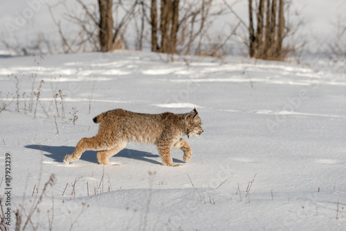 Canadian Lynx  Lynx canadensis  Walks Right Across Snow