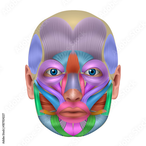 Muscles of the face structure, each muscle pair illustrated in a bright color, detailed anatomy isolated on a white background