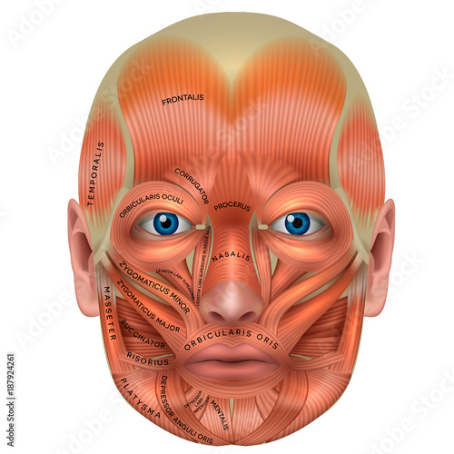 Muscles of the face and the name of each muscle, detailed bright anatomy isolated on a white background