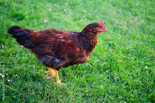  Home poultry chickens grazing and walking outdoors
