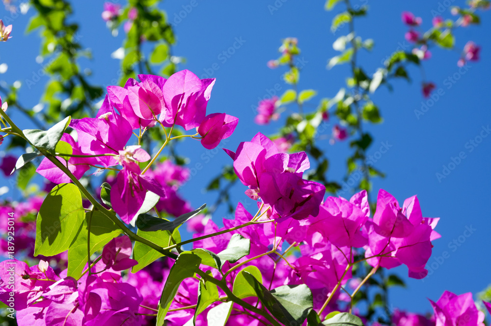 Buganvilla, bugambilia shrub branches in bloom against blue sky Buganvilla, bugambilia shrub branches in bloom against blue sky