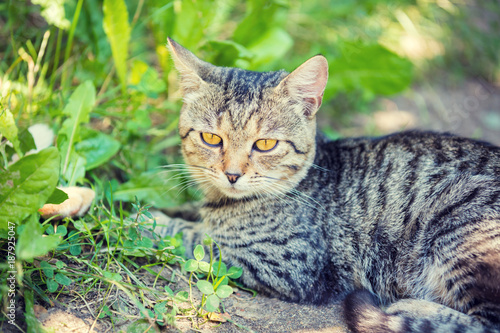 Cat relaxing outdoors in a grass in summer