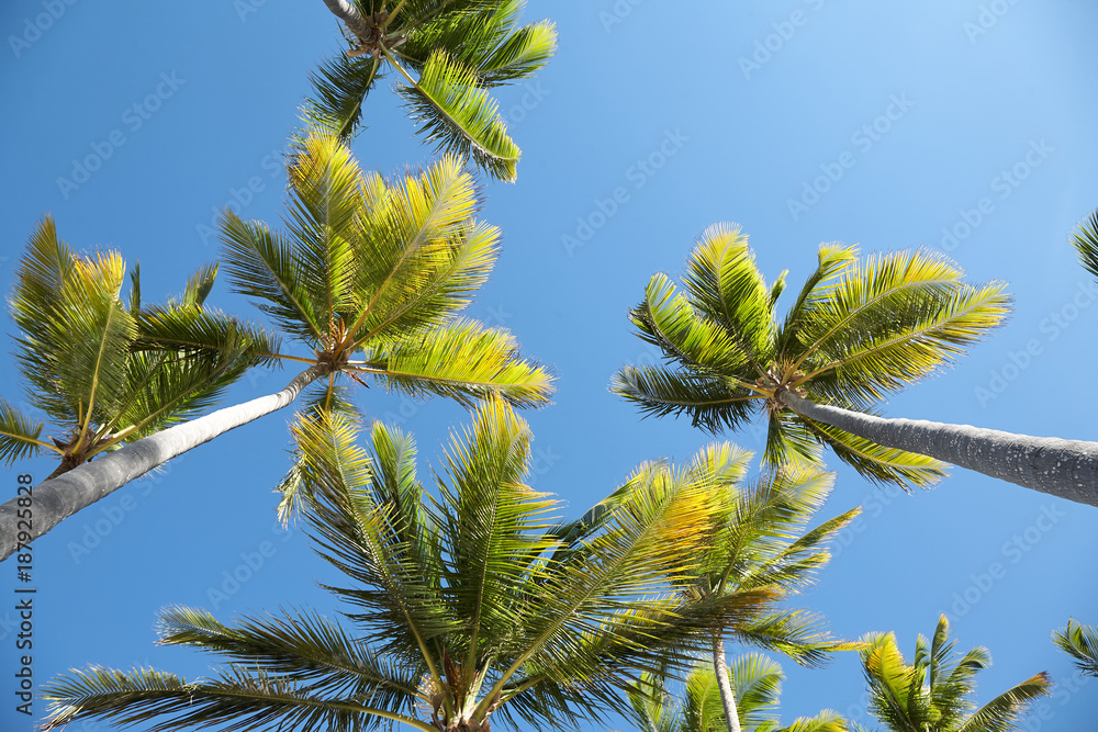 Palm trees at Punta Cana beach. Dominican Republic. Palm trees at Punta Cana beach. Dominican Republic.