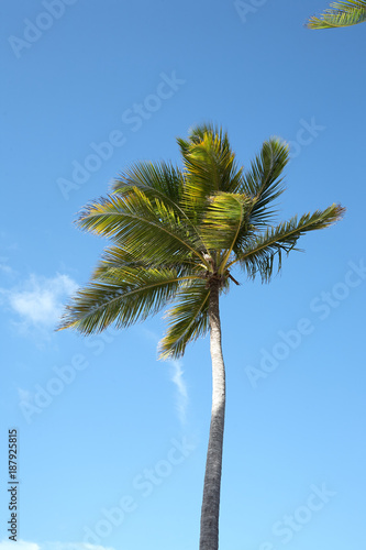 Palm trees at Punta Cana beach. Dominican Republic.