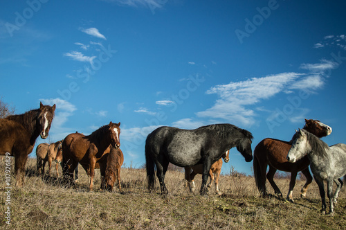 Horses © vladimir evrov