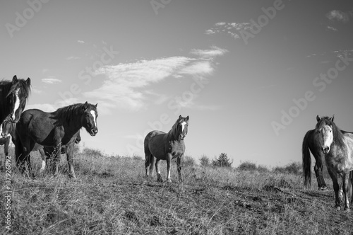 Horses © vladimir evrov
