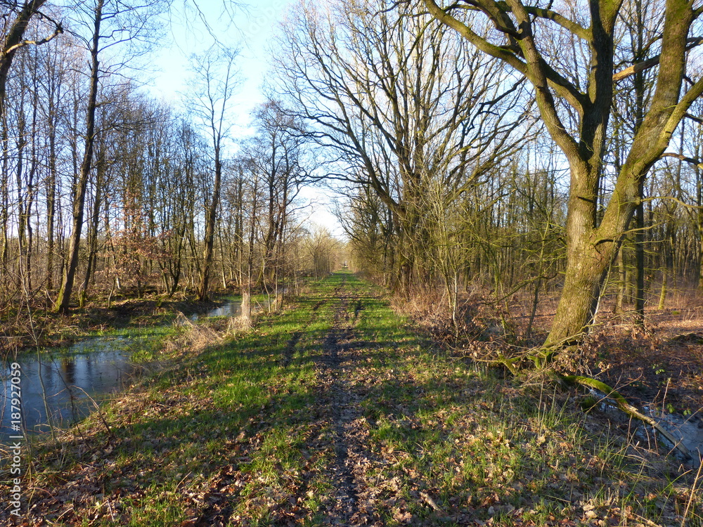 Renatured winter moor forest - Moorwald Aurich - renaturierter Moor Wald - in Ostfriesland Nordsee - North Sea - wild forest - natural reserve - Naturschutz - Spaziergang - walking - walk - moorrland Renatured winter moor forest - Moorwald Aurich - renaturierter Moor Wald - in Ostfriesland Nordsee - North Sea - wild forest - natural reserve - Naturschutz - Spaziergang - walking - walk - moorrland