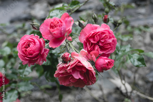 Rosen in Rot oder Magenta