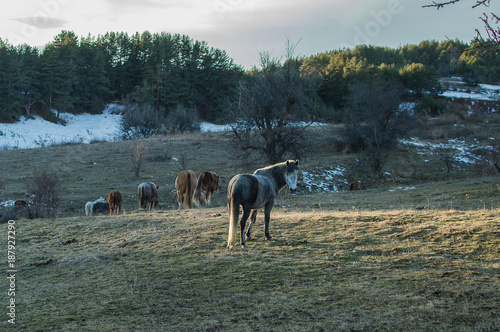 Wallpaper Mural Horses Torontodigital.ca