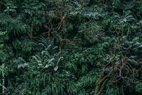 Green tropical foliage background. Plants and forest jungle leaves 