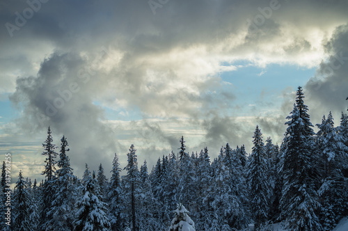 Winter trees © vladimir evrov