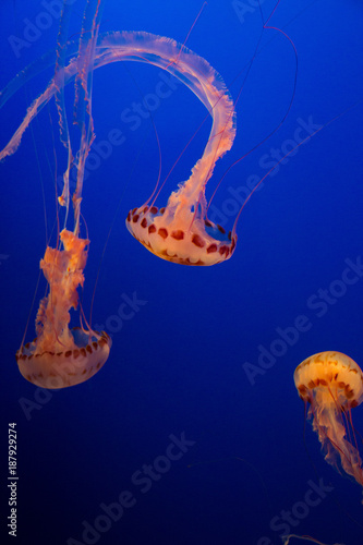 caravelas nadando no aquario