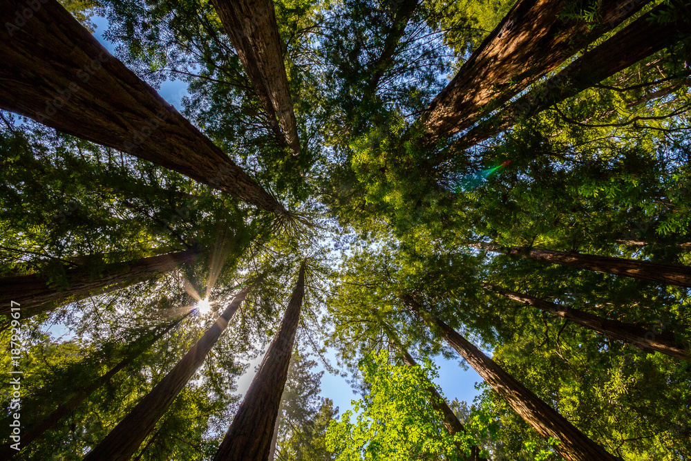 Fototapeta premium árvores apontando para o céu azul