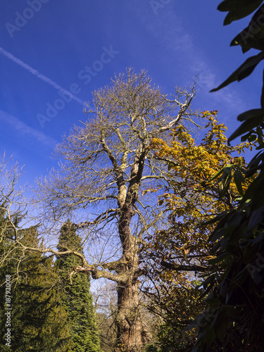 Tree in Sunlight with Deep Blue Sky