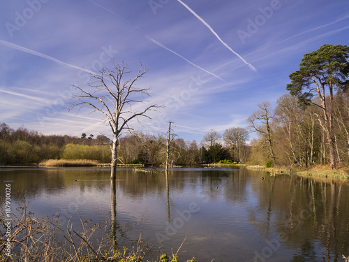 Interesting Trees in Lake with Blue Sky and Vapour Trails