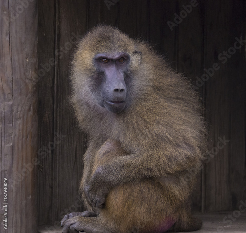 Baboon Sitting in Wooden Hut and Looking Out