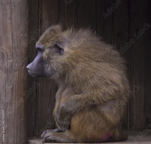 Baboon Sitting in Wooden Hut and Looking Out