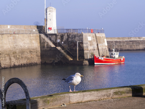 Seagull on Harbour Wall with Boat Steps and Tower in Background